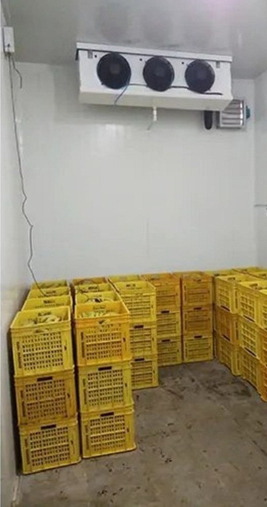 banana ripening chamber