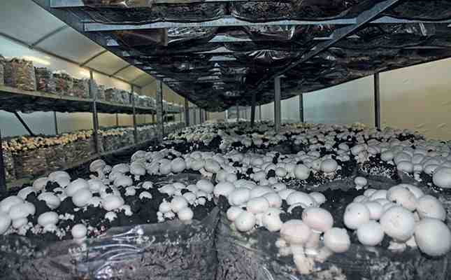 Mushroom cultivation in Raigarh